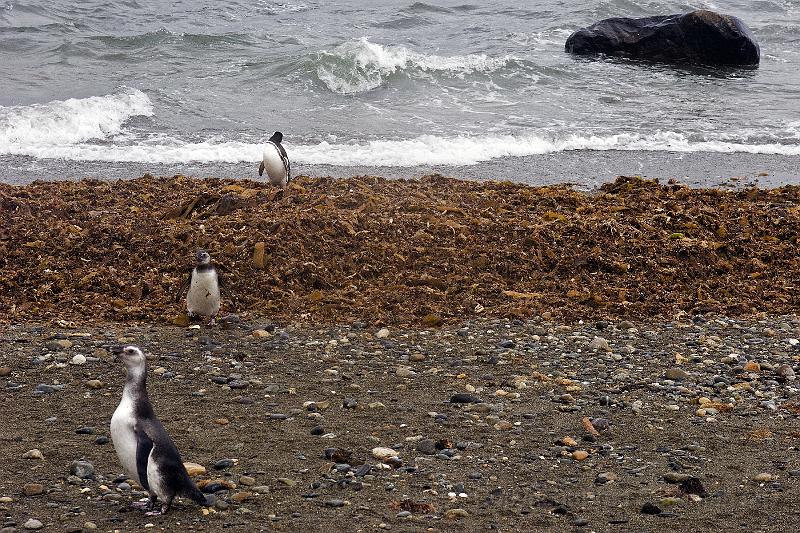 20071214 110528 D2X 4200x2800.jpg - Penguins at Otway Sound, Puntas Arenas